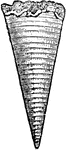 "Natural flint cast of phragmocone of...Belemnites mucronatus." -Taylor, 1904