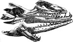 "Fossil skull of the mososaurus." -Taylor, 1904