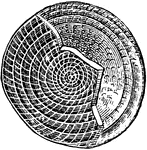 A nummulite, a coiled fossil.