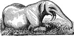 The deinotherium, an extinct elephant-like mammal.