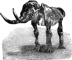 "Skeleton of Mastodon giganteum." -Taylor, 1904
