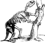 "Skeleton of the Mylodon, a fossil American Sloth of Pliocene age." -Taylor, 1904
