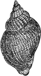 "White whelk (Buccinum undatum)." -Taylor, 1904