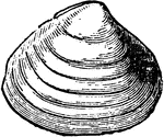 "Tellina Balthica&mdash; a common marine shell in the Boulder Clays." -Taylor, 1904