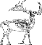 "Irish elk (Cervus megaceros)." -Taylor, 1904