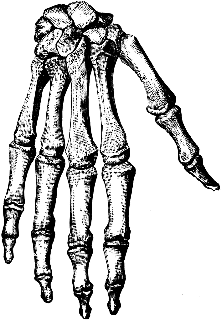 Bones of the Hand | ClipArt ETC