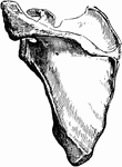 The scapula bone.