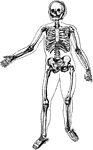The skeleton.