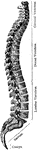 The spinal column.