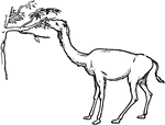 A primitive giraffe-camel. This primitive camel has no humps and an elongated neck, resembling a giraffe.