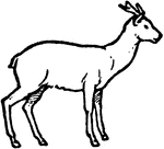 A early horned deer during the time period of Miocene.