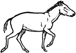 A primitive desert horse during the time period of Miocene.