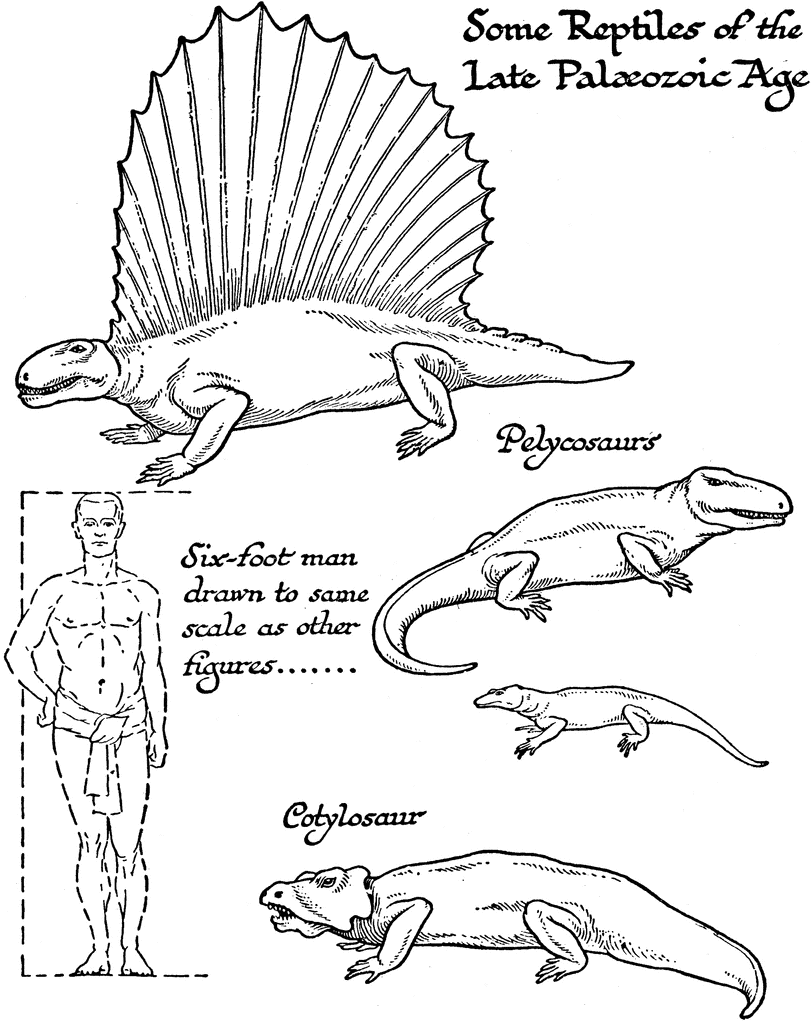 Reptile scale - Wikipedia