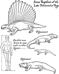 Some reptiles of the Late Paleozoic Age. The six-foot man is drawn to the same scale as the other animals.