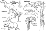 Some Late Mesozoic reptiles. Shown are the Tyrannosaurus, Trachodon, Triceratops, Pterodactyls, and the Archaeopteryx. The six-foot man is drawn to the same scale as the other animals.