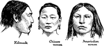 in early development of race, the Mongolian type consistent of Kalmucks, Chinese, and Amerindians.