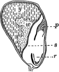 "Lengthwise section of grain of corn. y, yellow, oily part of endosperm; w, white, starchy part of endosperm; p, plumule; s, the shield (cotyledon), in contact with the endosperm for absorption of food from it; r, the primary root." -Bergen, 1896