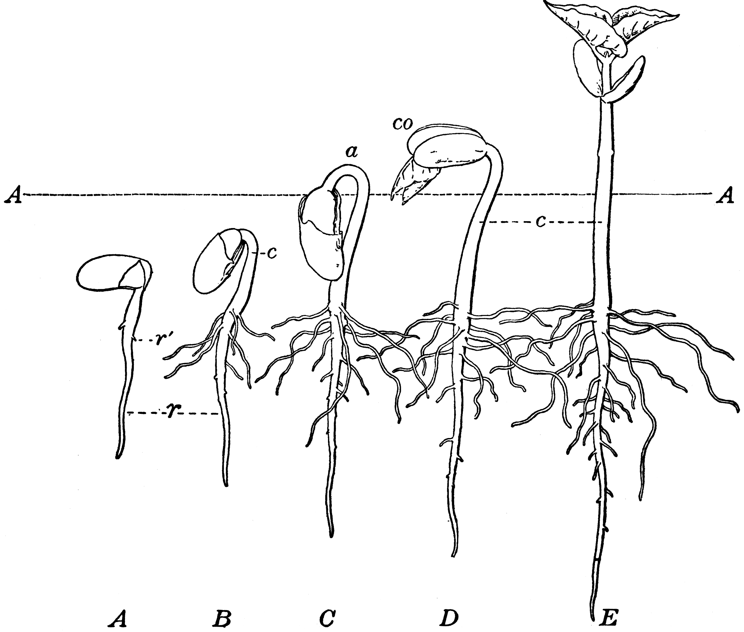 Скорость роста корня. Рисунок прорастания семян фасоли. Схема прорастания семян фасоли. Строение проростка фасоли. Строение проростка.