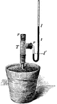 "Apparatus to measure root-pressure. T, large tube fastened to the stump of the dahlia stem by a rubber tube; rr, rubber stoppers; t, bent tube containing mercury; ll', upper and lower level of mercury in T." -Bergen, 1896