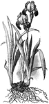 "Roots, rootstocks, and leaves of iris." -Bergen, 1896