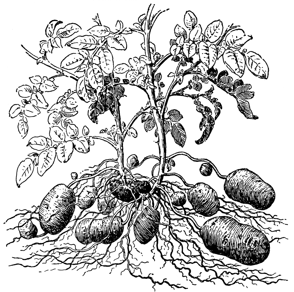 Potatoes | Lost Crops of the Incas: Little-Known Plants of the Andes with  Promise for Worldwide Cultivation | The National Academies Press