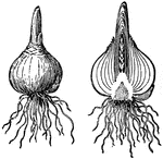 "Bulb of hyacinth. Exterior view and split lengthwise." -Bergen, 1896