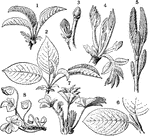 "Types of vernation. 1, 2, cherry; 3, 4, European walnut; 5, 6, snowball; 7, lady's mantle; 8, oxalis." -Bergen, 1896