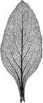 "Netted veining (pinnate) in leaf of foxglove." -Bergen, 1896