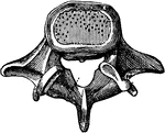 A vertebra seen from above.