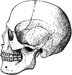Bones of the head.