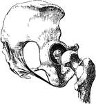 Hip Joint, with ligaments removed, except the one on the head of the femur.