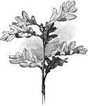 "Leaf arrangement of the oak." -Bergen, 1896