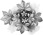 "Leaf arrangement of horse-chestnut on vertical shoots." -Bergen, 1896