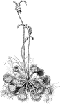 "Sundew (Drosera rotundifolia)." -Bergen, 1896