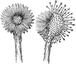 "Leaves of sundew. The one at the left has all its tentacles closed over captured prey; the one at the right has only half of them thus closed." -Bergen, 1896