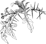 "Leaf of a nighshade (Solanum atropurpureum)." -Bergen, 1896