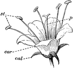 "The parts of the flower. cal, calyx; cor, corolla; st, stamens; p, pistil." -Bergen, 1896