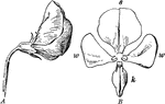 "Irregular corolla of sweet pea. A, side view; B, front view. s, standard; w, w, wings; k, keel." -Bergen, 1896