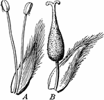 "Flowers of willow. A, staminate flower; B, pistillate flower." -Bergen, 1896