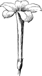 "Salver-shaped corolla of jasmine." -Bergen, 1896