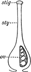 "Parts of the pistil. ov, ovary; sty, style; stig, stigma." -Bergen, 1896