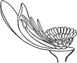 "White water-lily. The inner petals and the stamens growing from the ovary." -Bergen, 1896