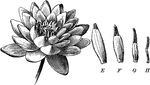 "Transition from petals to stamens in white water-lily. E, F, G, H, various steps between petal and stamen." -Bergen, 1896