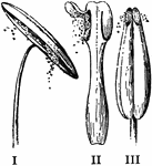 "Modes of discharging pollen. I, by longitudinal slits in the anther-cells (amaryllis); II, by uplifted valves (barberry); III, by a pore at the top of each anther-lobe (nightshade)." -Bergen, 1896