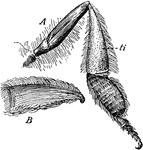 "A, right hind leg of a honey-bee (seen fron behind and within); B, the tibia. ti, seen from the outside, showing the collecting basket formed of stiff hairs." -Bergen, 1896