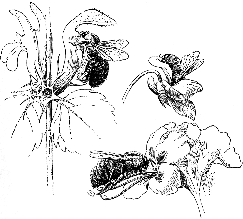 Bees Visiting Flowers | ClipArt ETC