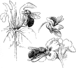 "Bees visiting flowers. At the left, a bumblebee on the flower of the dead nettle; below, a similar bee in the flower of the horse-chestnut; above, a honey-bee in the flower of a violet." -Bergen, 1896