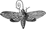 "A sphinx moth with a long sucking-tube." -Bergen, 1896