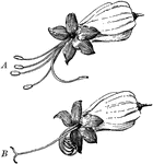 "Flower of Clerodendron in two stages. In A (earlier stage) the stamens are mature, while the pistil is still undeveloped and bent to one side. In B (later stage) the stamens have withered and the stigmas have separated, ready for the reception of pollen." -Bergen, 1896