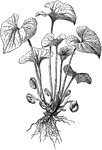 "A violet with cleistogamous flowers. The objects which look like flower-buds are cleistogamous flowers in various stages of development. The pods are the fruit of similar flowers. The plant is represented as it appears in late July or August, after the ordinary flowers have disappeared." -Bergen, 1896